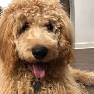 Meet your Posher, Riley